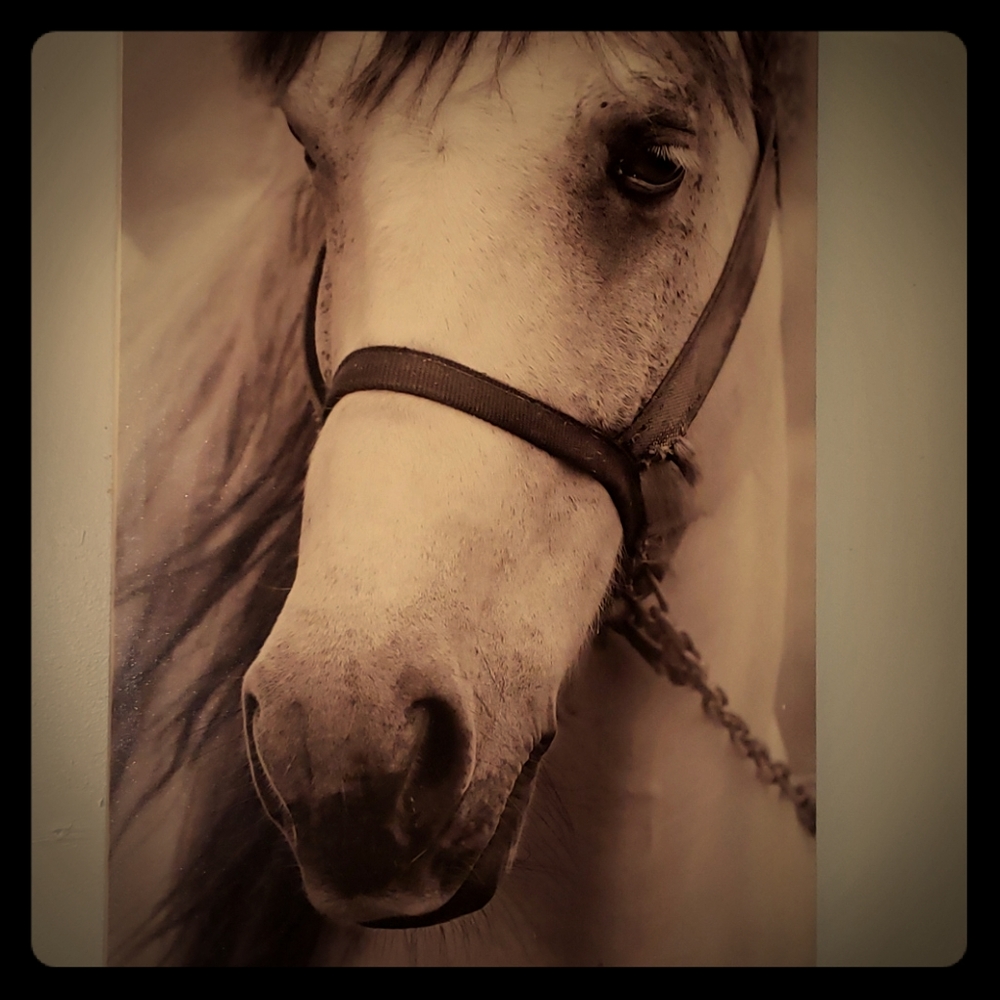 Horse cancas